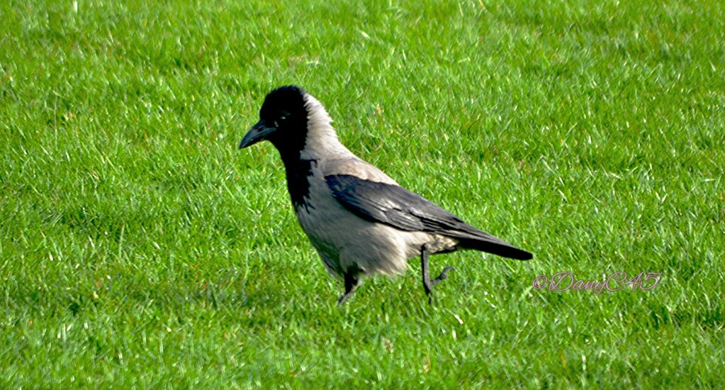 Nikon D5100 sample photo. 18 dublin photography