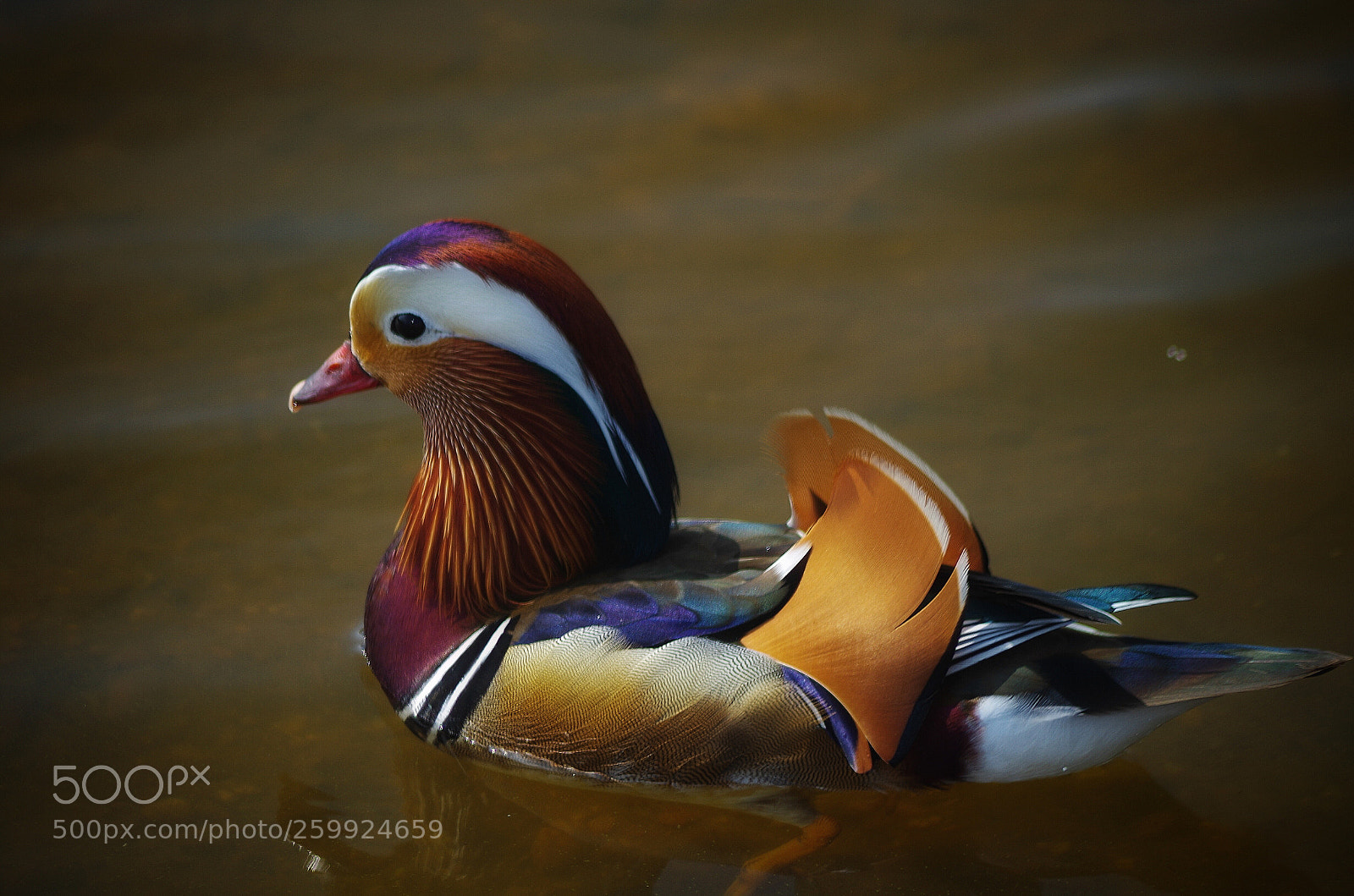 Pentax K-50 sample photo. Mandarin duck photography