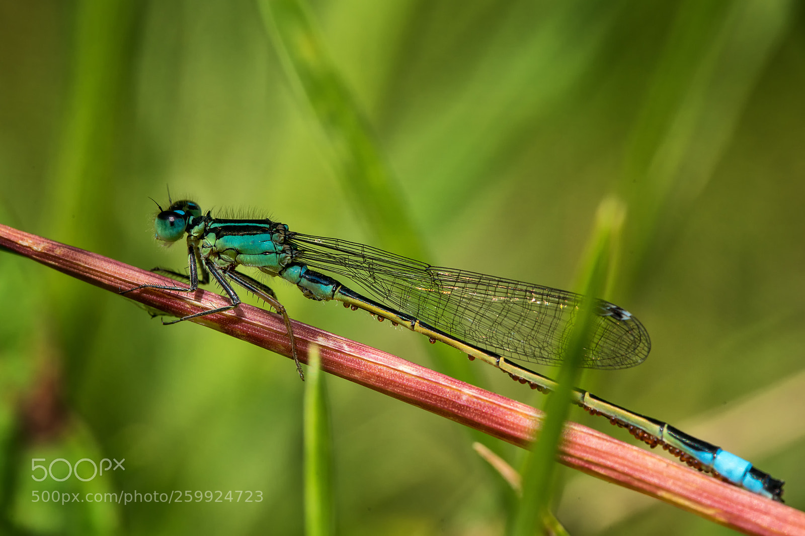 Sony a99 II sample photo. Dragonfly resting photography