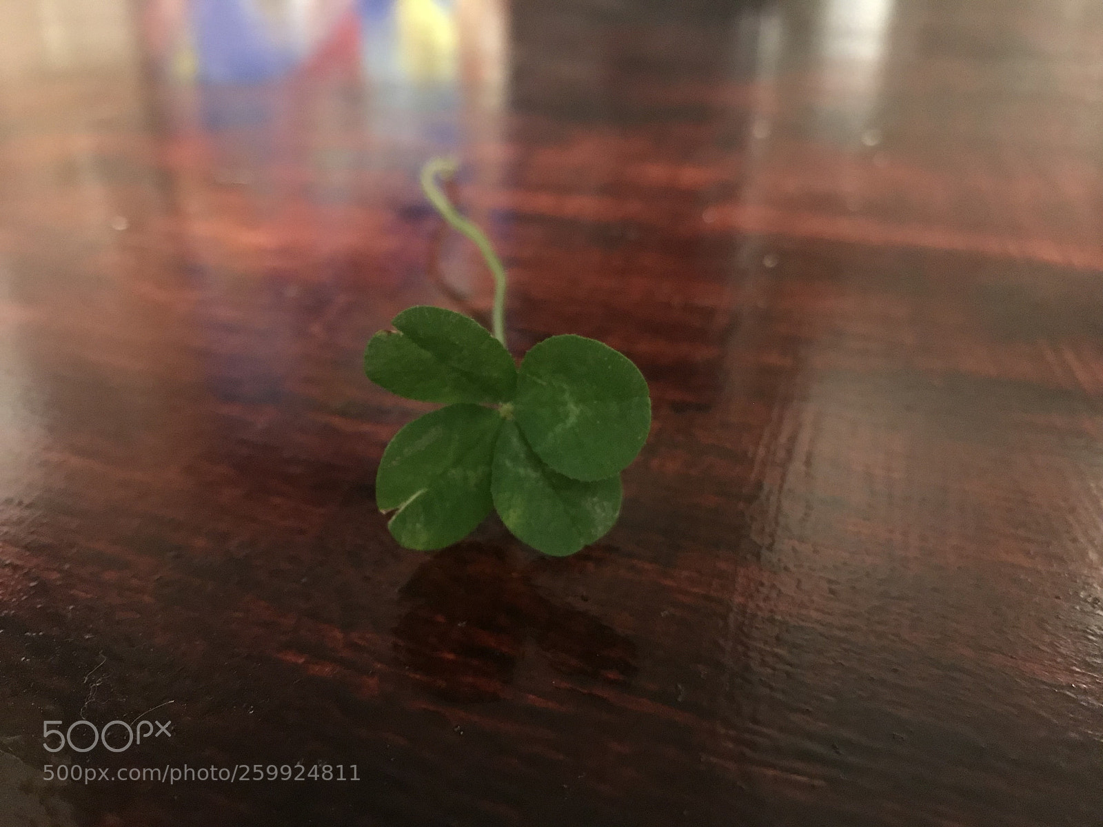 Apple iPhone 7 Plus sample photo. Untitled photography