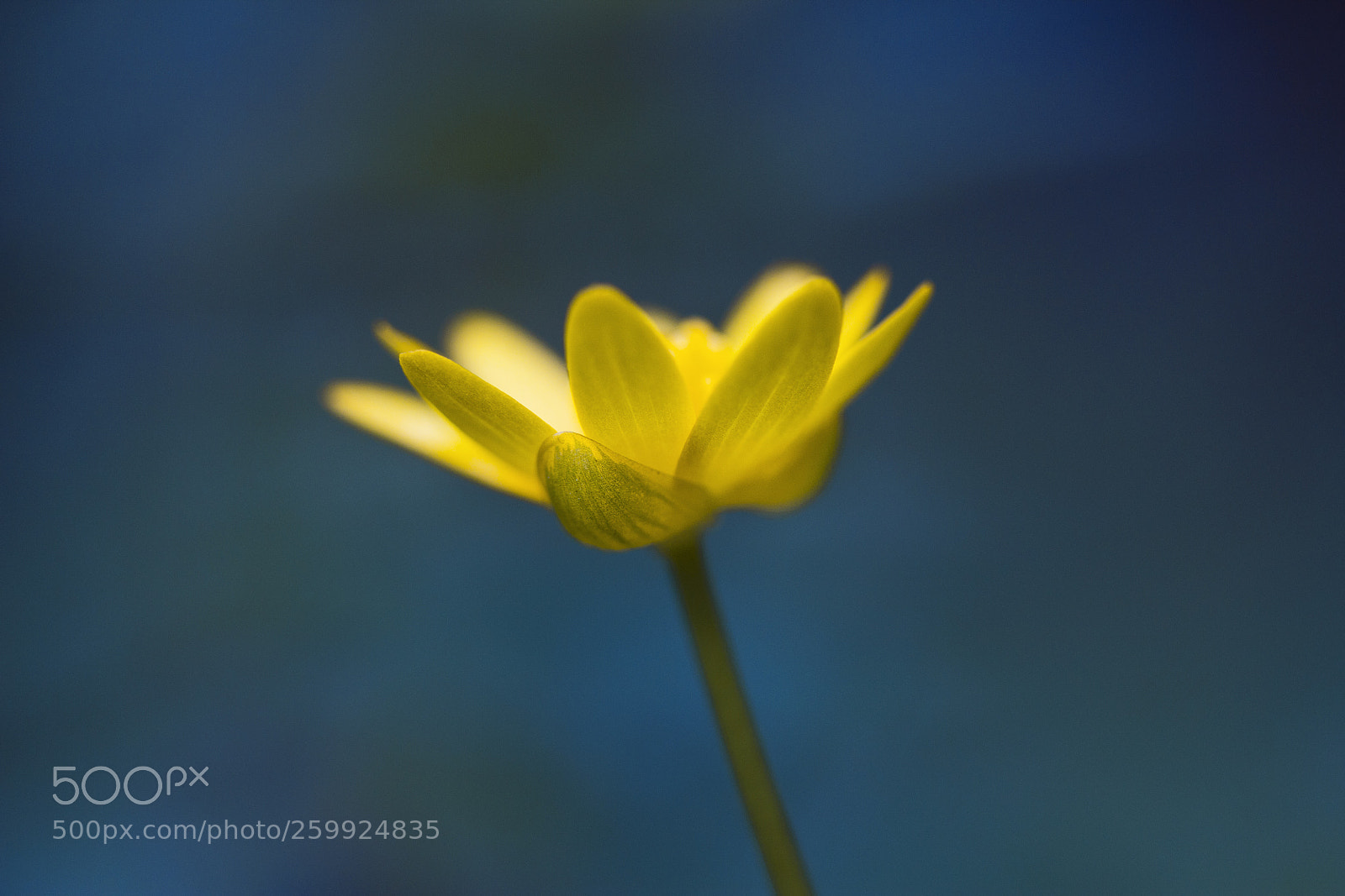 Canon EOS 60D sample photo. Scharbockskraut (ficaria verna) photography