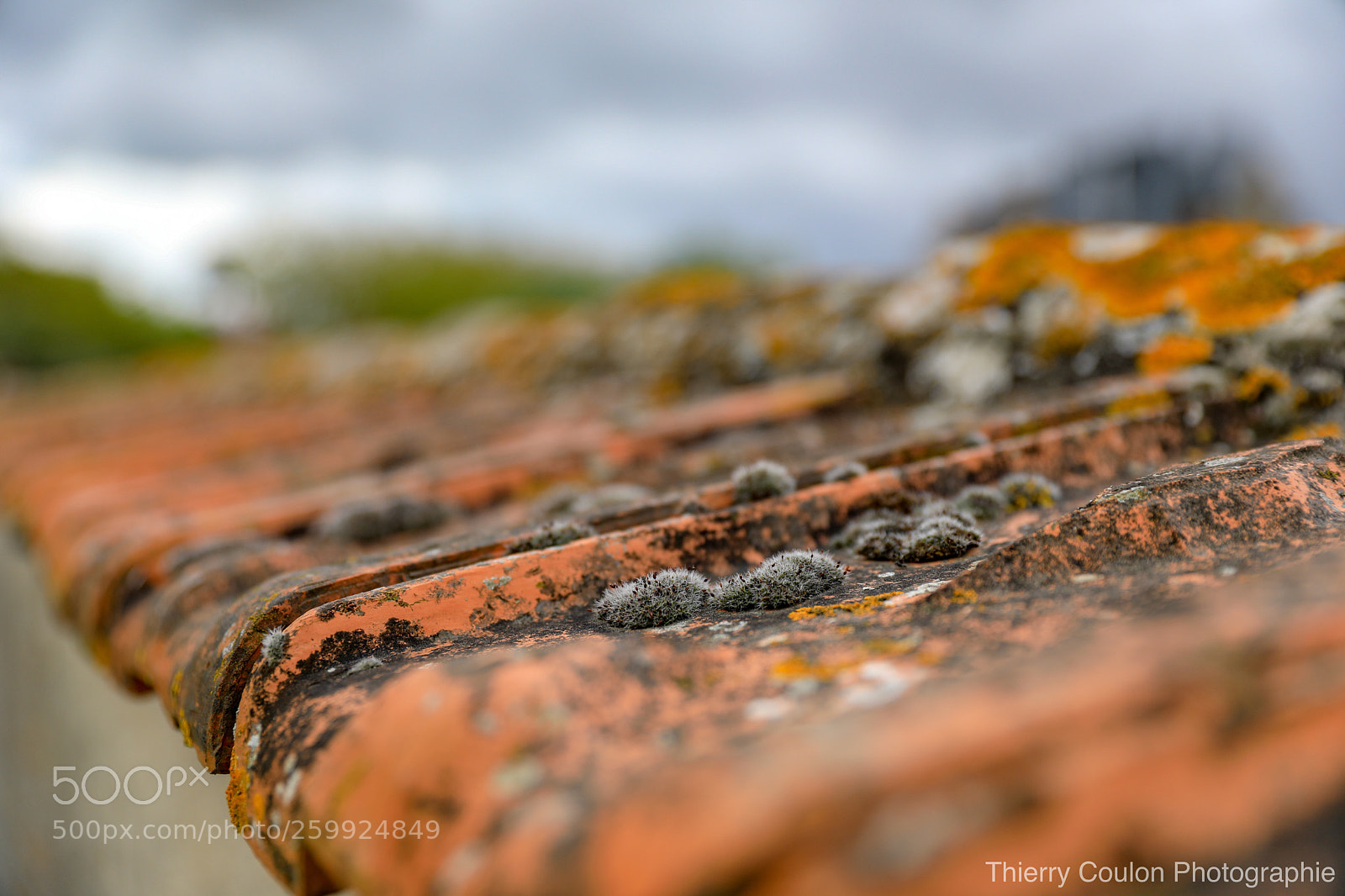 Canon EOS 5D Mark IV sample photo. La tuile  photography