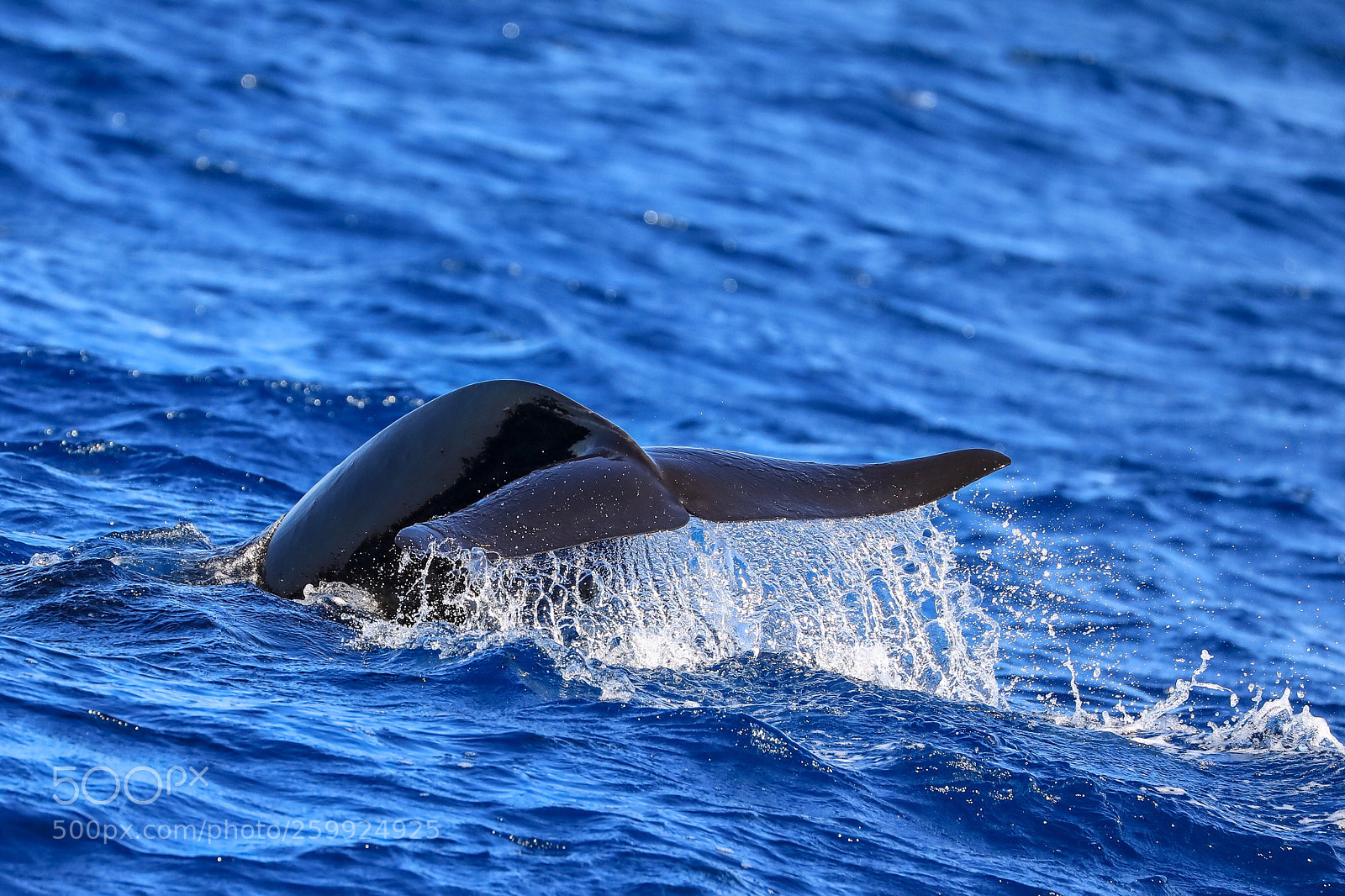 Canon EOS 5D Mark IV sample photo. The tail photography