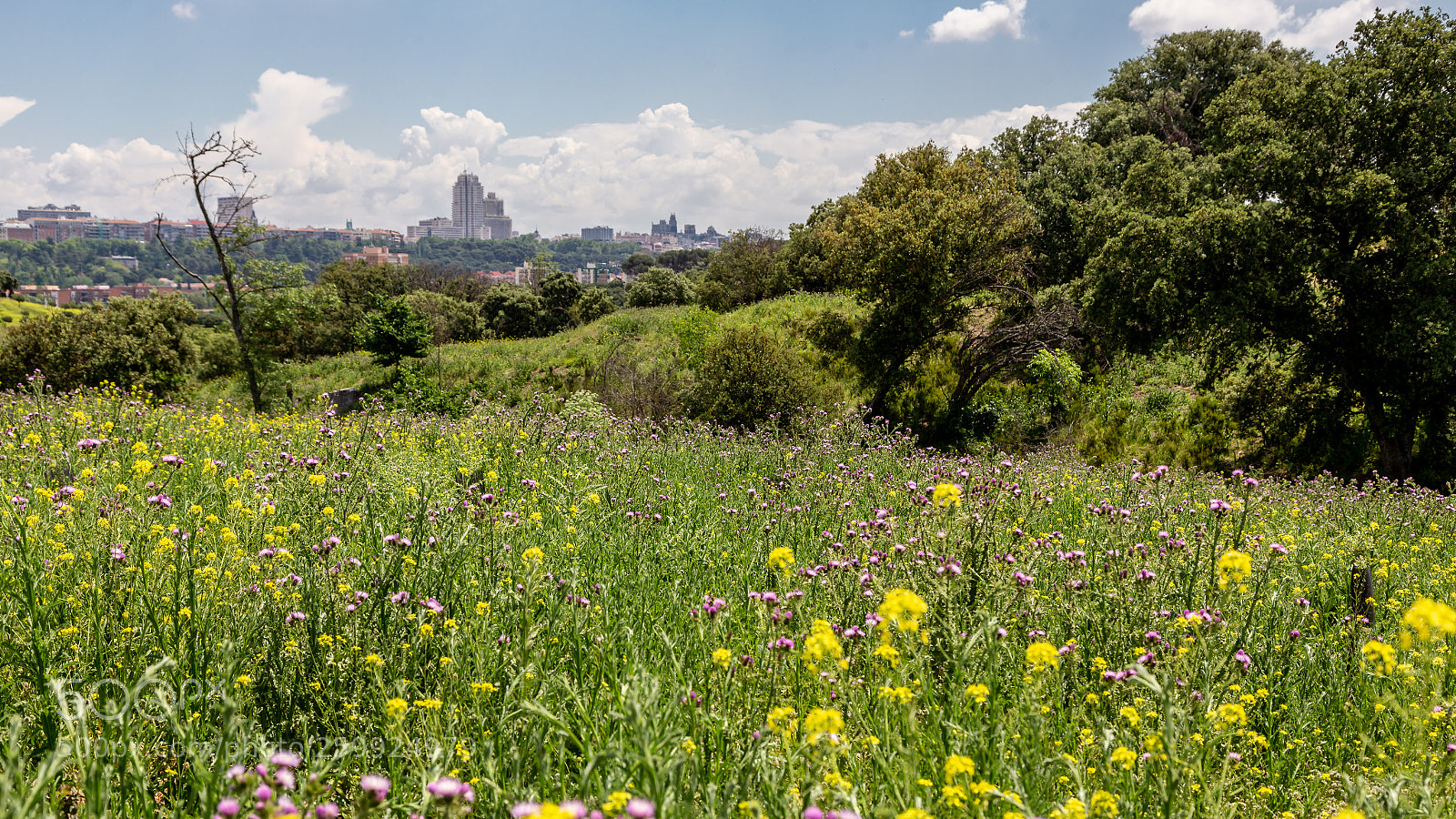 Canon EOS 6D sample photo. Urban parks photography