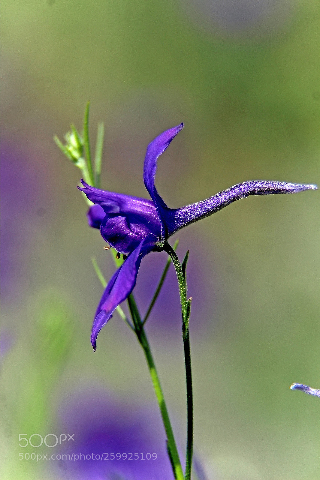 Canon EOS 600D (Rebel EOS T3i / EOS Kiss X5) sample photo. Delphinium tricorne photography