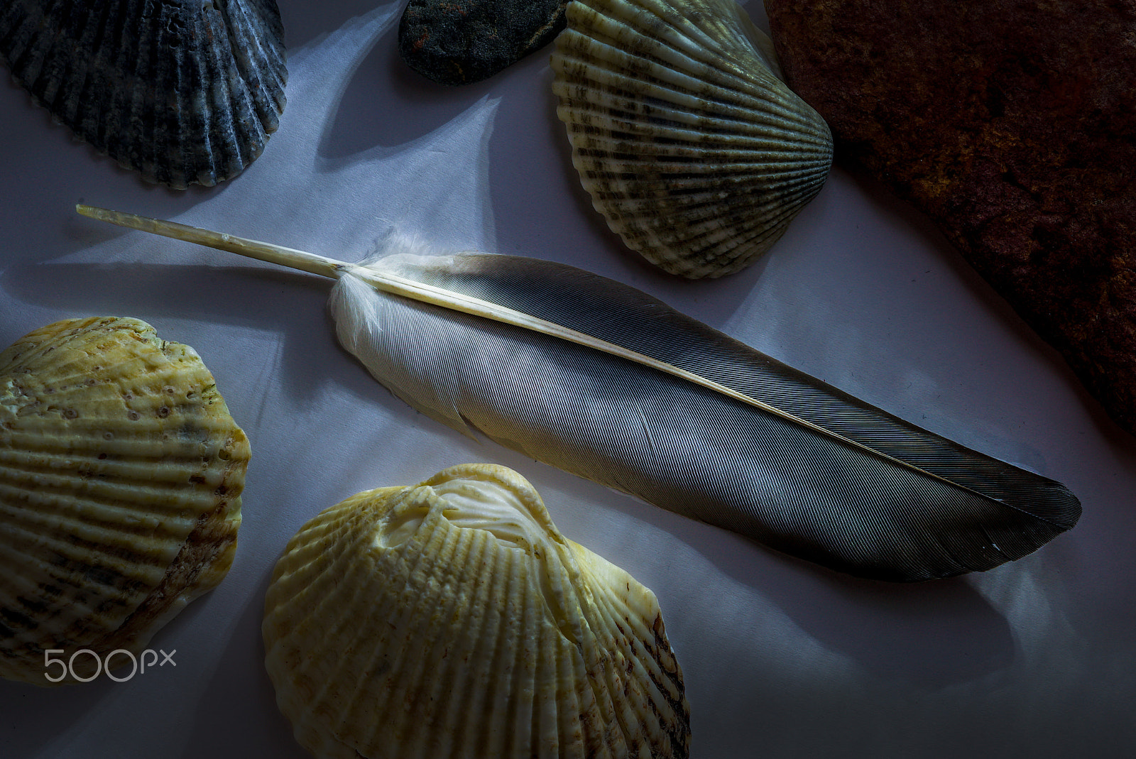 Sony a7S sample photo. Feather photography