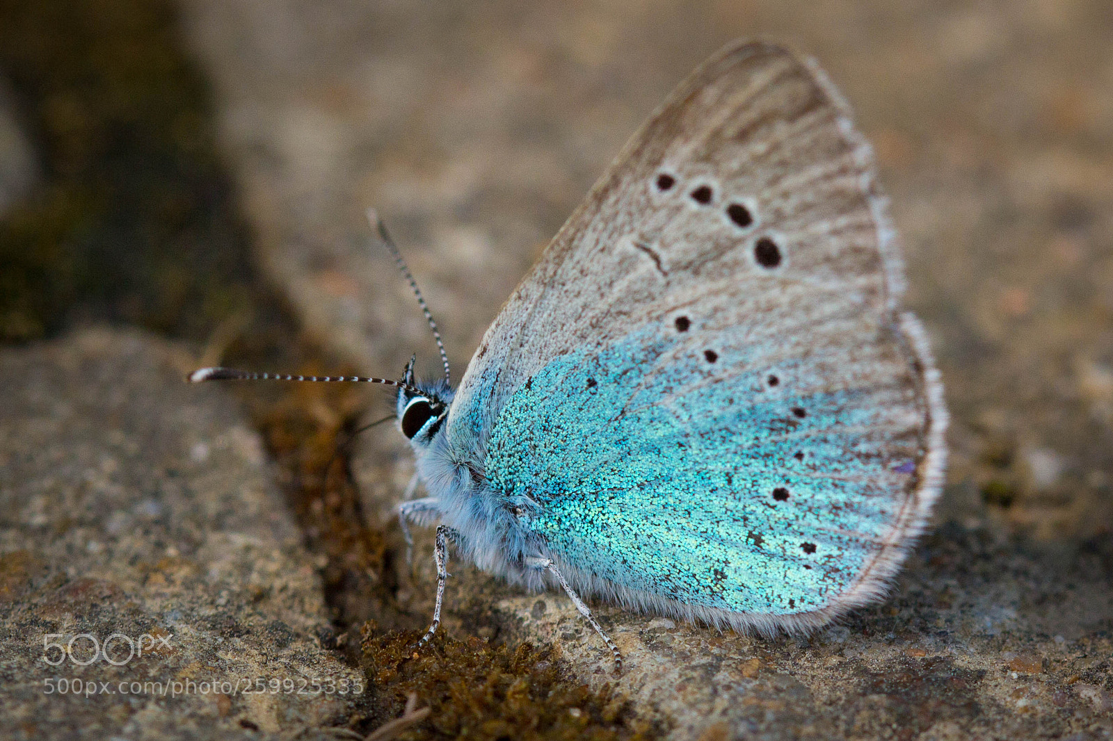Canon EOS 60D sample photo. Blaue punkte photography