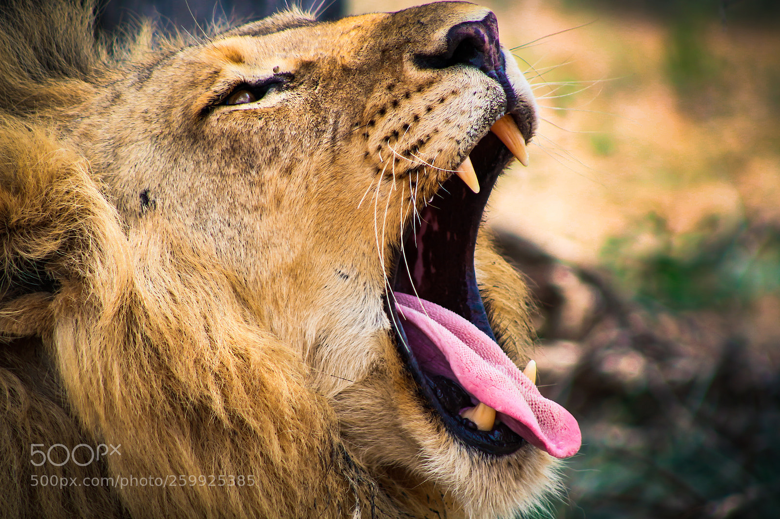 Canon EOS 100D (EOS Rebel SL1 / EOS Kiss X7) sample photo. Lion yawn photography