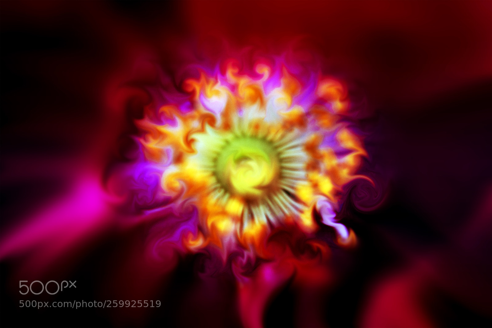 Nikon D7200 sample photo. Blooms in abstract photography