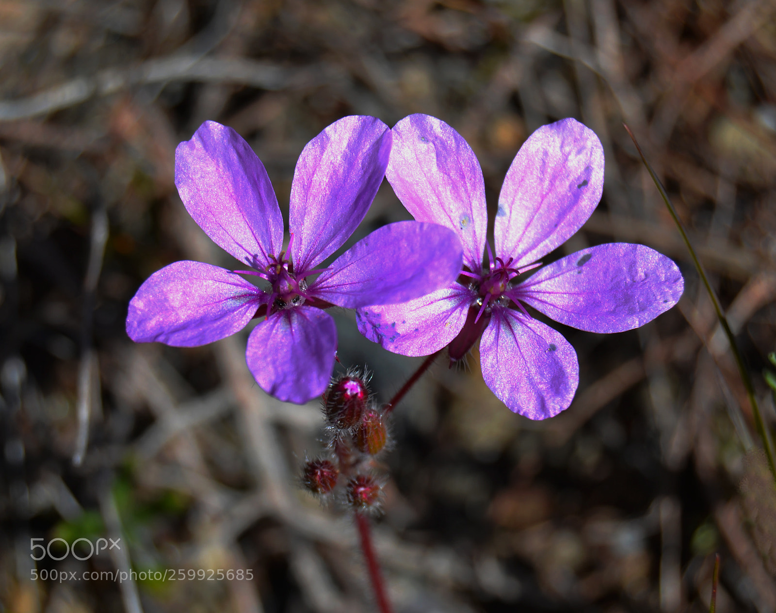 Nikon D3100 sample photo. Flores photography