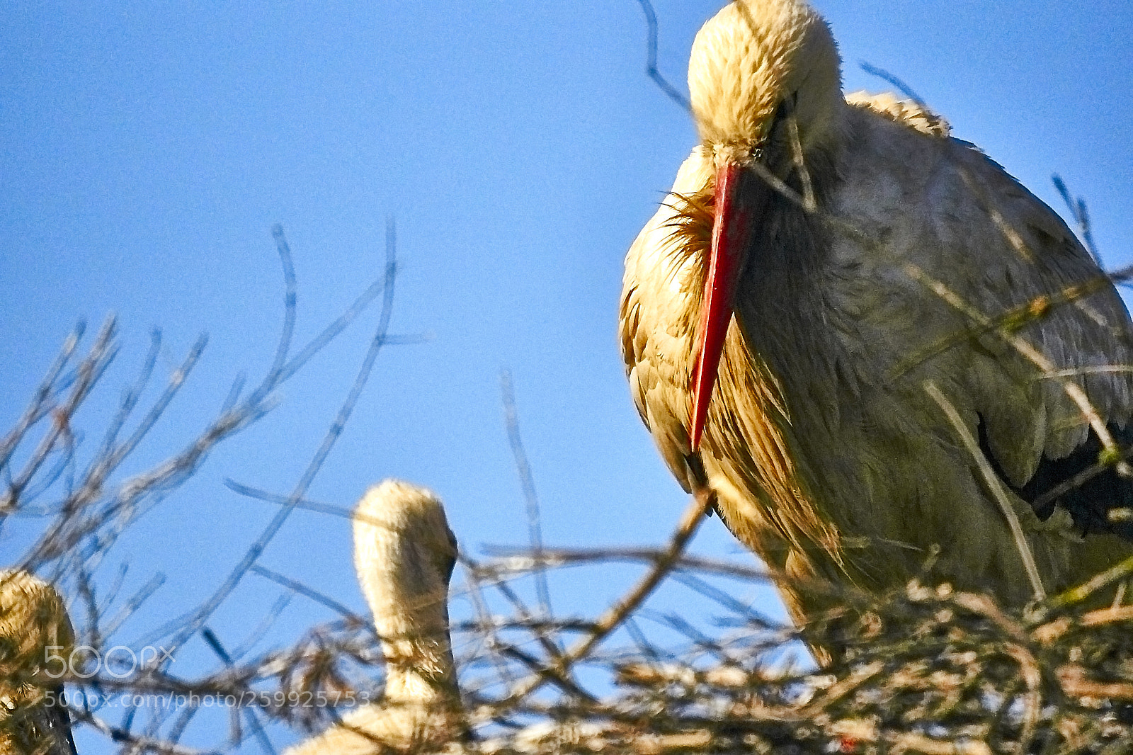 Sony Alpha DSLR-A700 sample photo. Stork photography