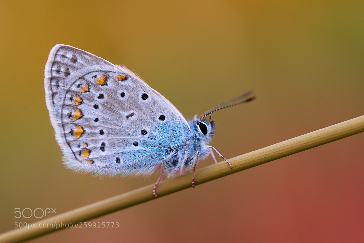 Olympus OM-D E-M5 II sample photo. Common blue photography