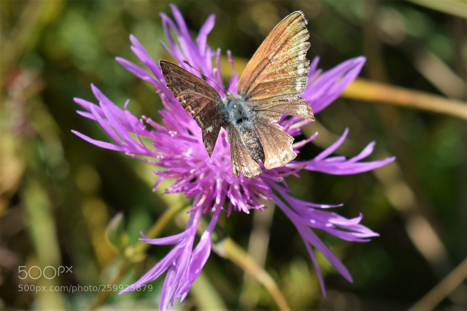 Nikon D3300 sample photo. Milina photography