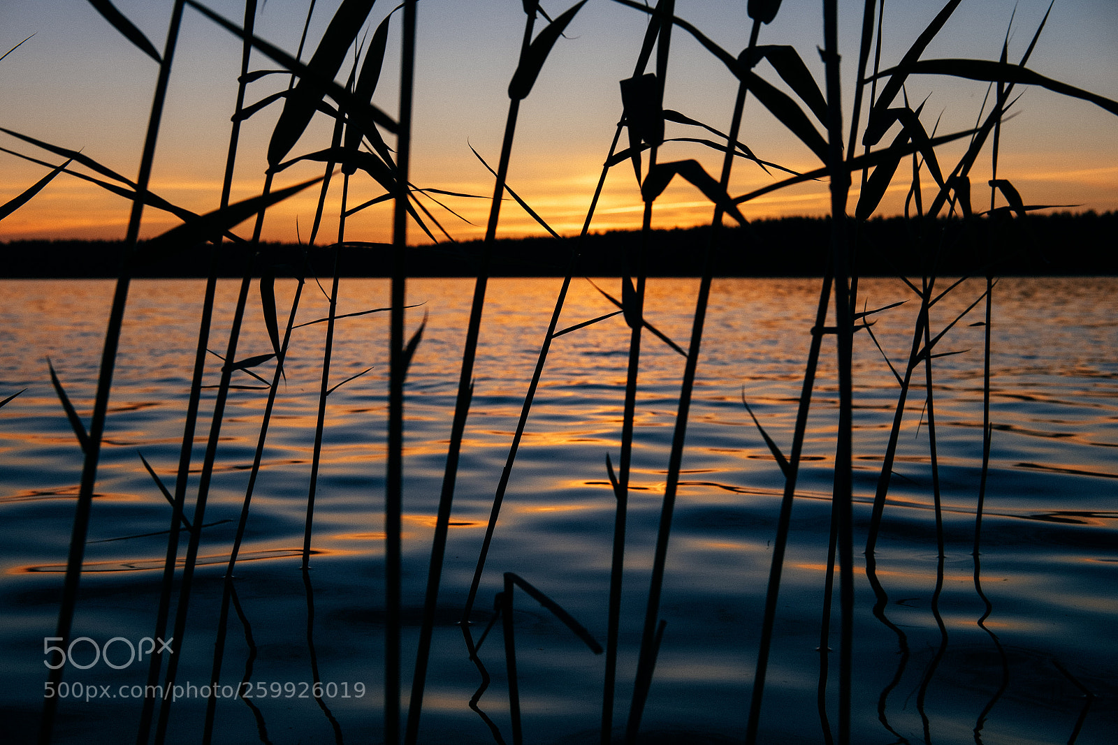 Fujifilm X-T1 sample photo. In the reeds photography