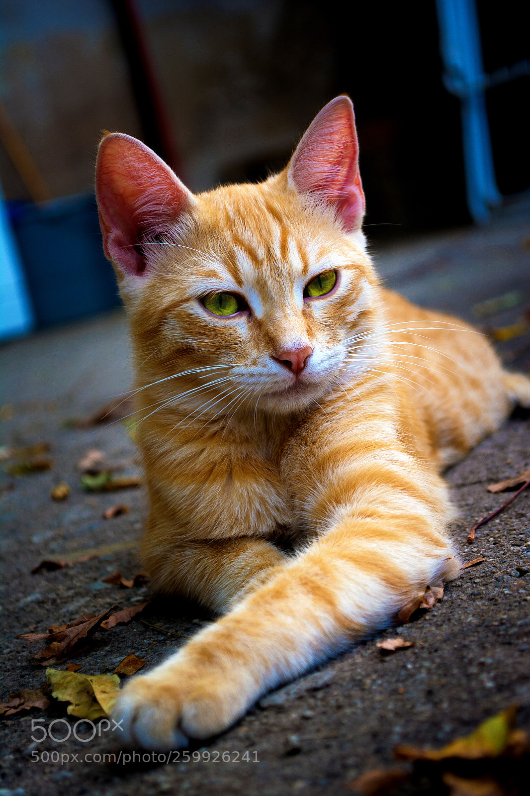 Nikon D5200 sample photo. Determined photography