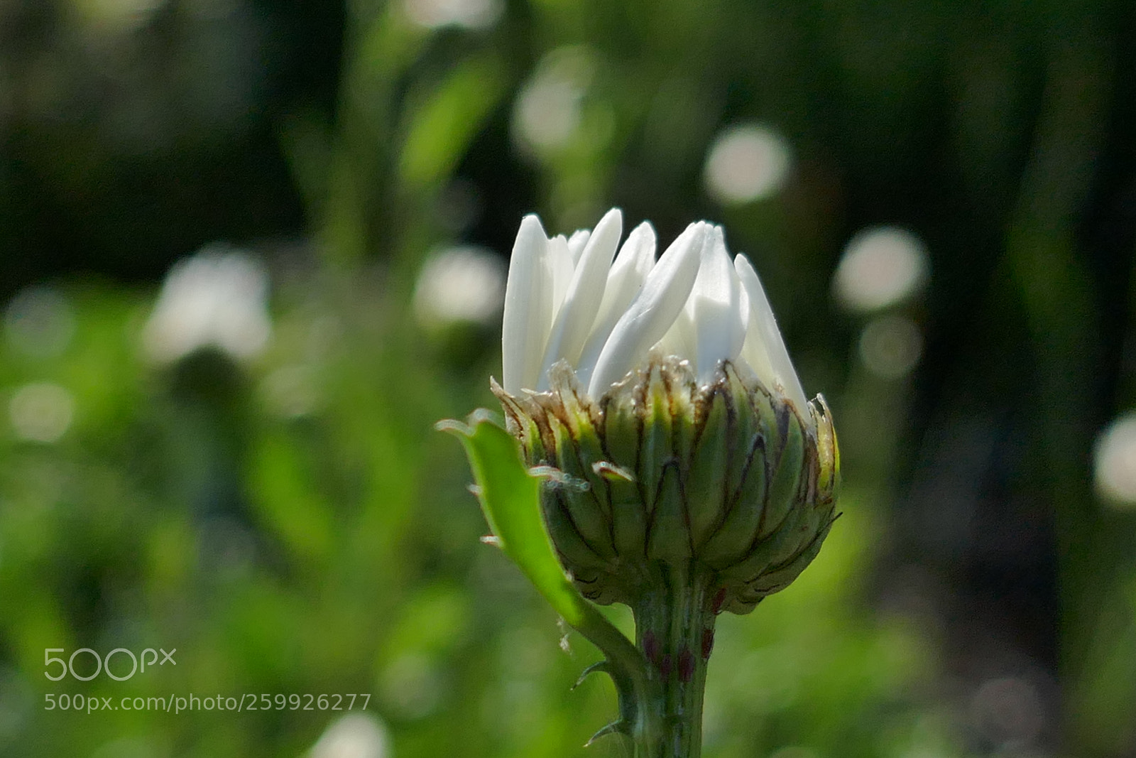 Panasonic Lumix DMC-ZS100 (Lumix DMC-TZ100) sample photo. Flower as ice-cream photography