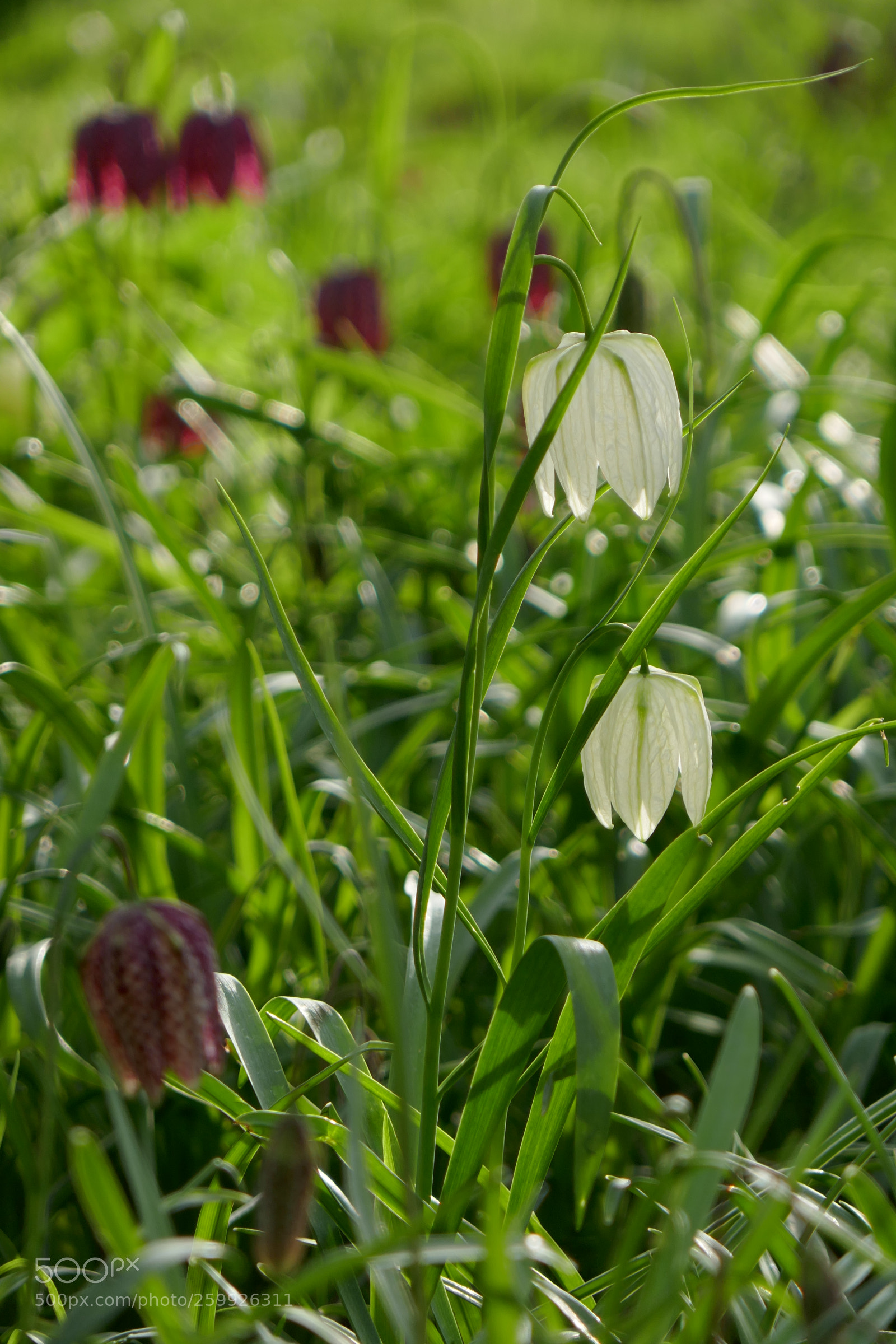Panasonic Lumix DMC-ZS100 (Lumix DMC-TZ100) sample photo. Spring morning photography