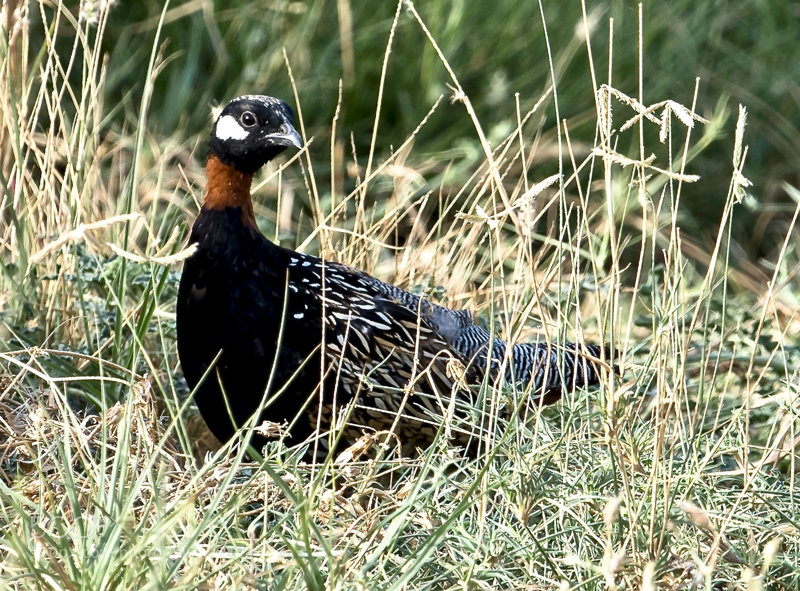 Nikon D5 sample photo. As majestic as it photography