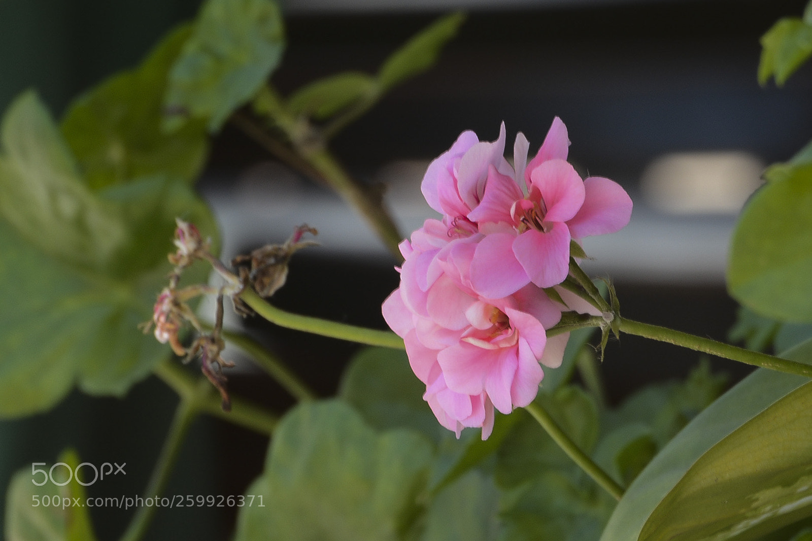 Nikon D7100 sample photo. Uma foi..outra veio..renascimento photography