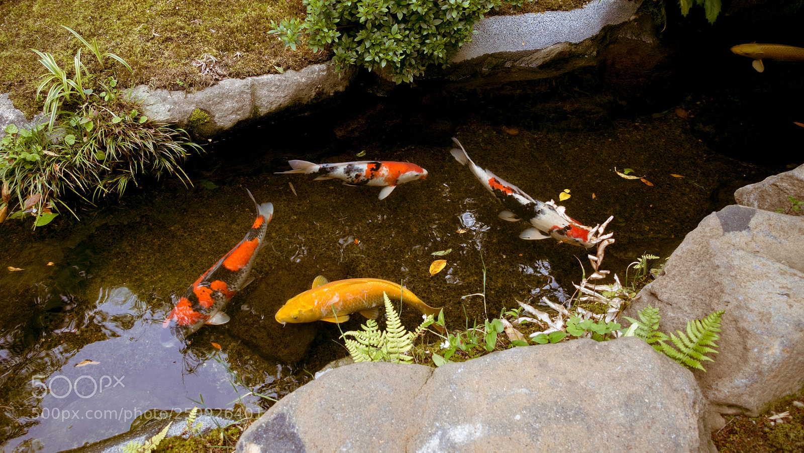 Sony Cyber-shot DSC-RX100 III sample photo. Nishikigoi photography