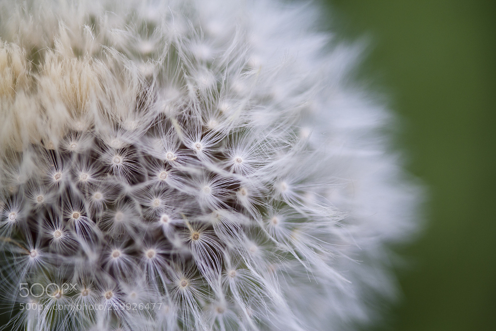 Canon EOS 60D sample photo. Gew hnlicher l wenzahn photography