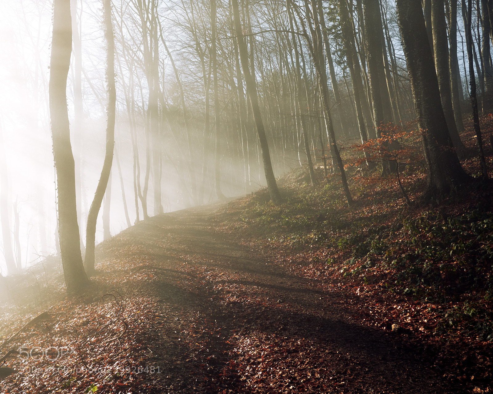 Fujifilm X-T2 sample photo. Misty forest photography