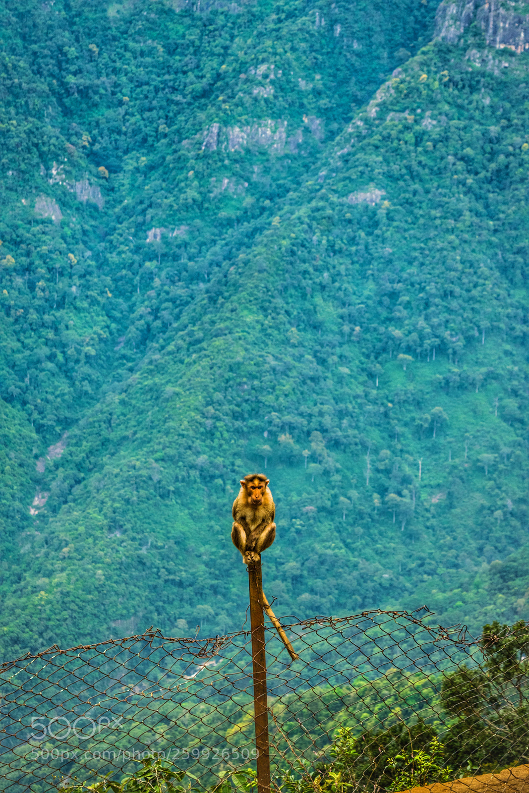 Nikon D3300 sample photo. Posing monkey photography