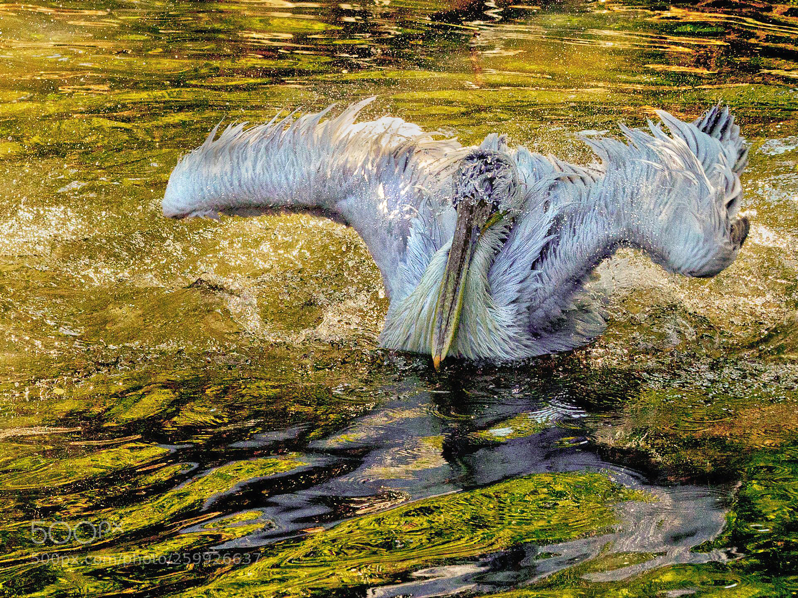 Canon EOS 5D Mark II sample photo. Golden bath photography