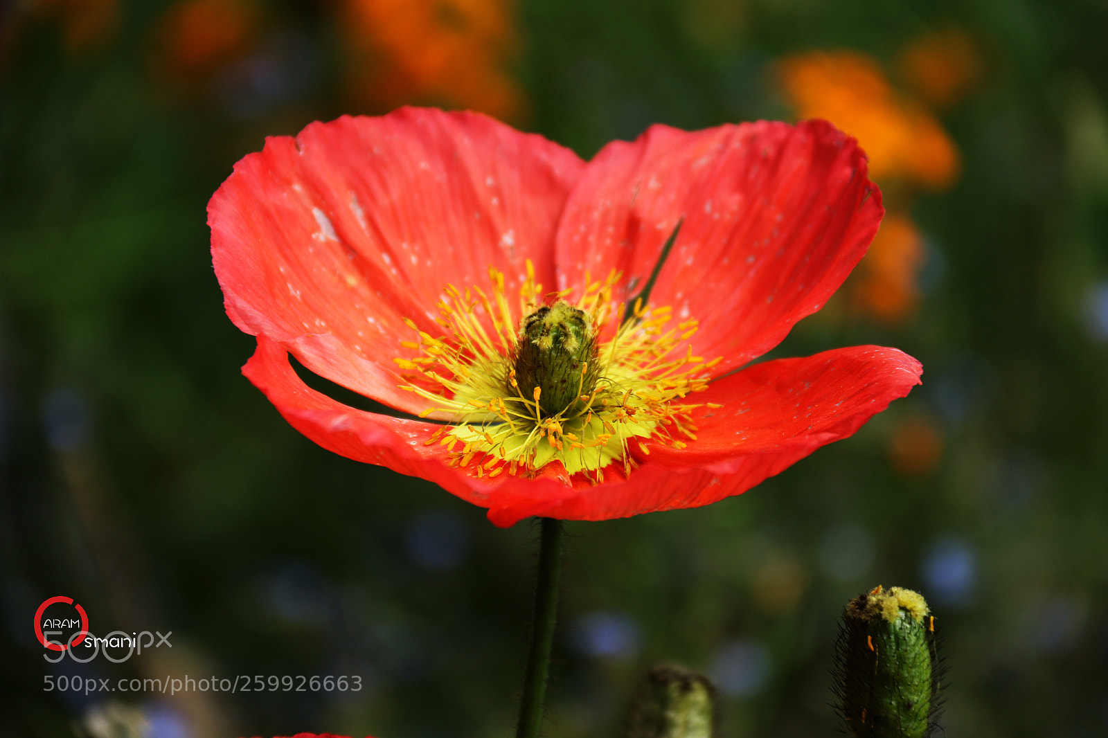 Canon EOS 7D Mark II sample photo. Ca photography