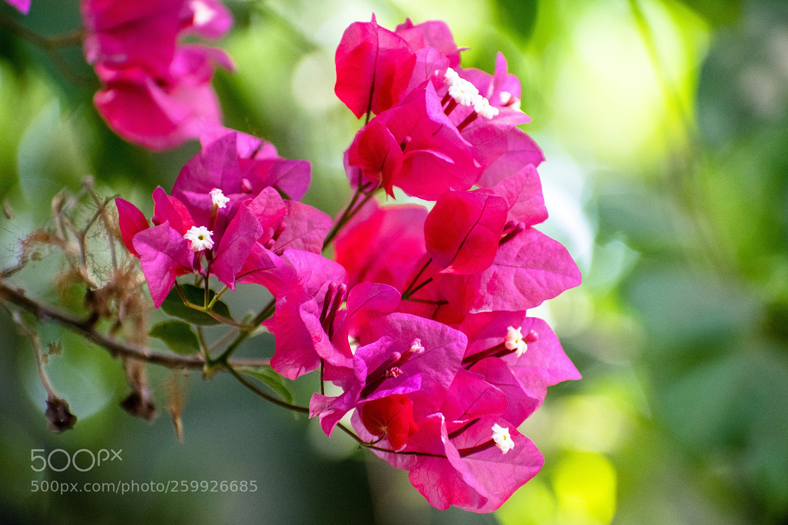 Nikon D5300 sample photo. Bougainvillea!!! photography