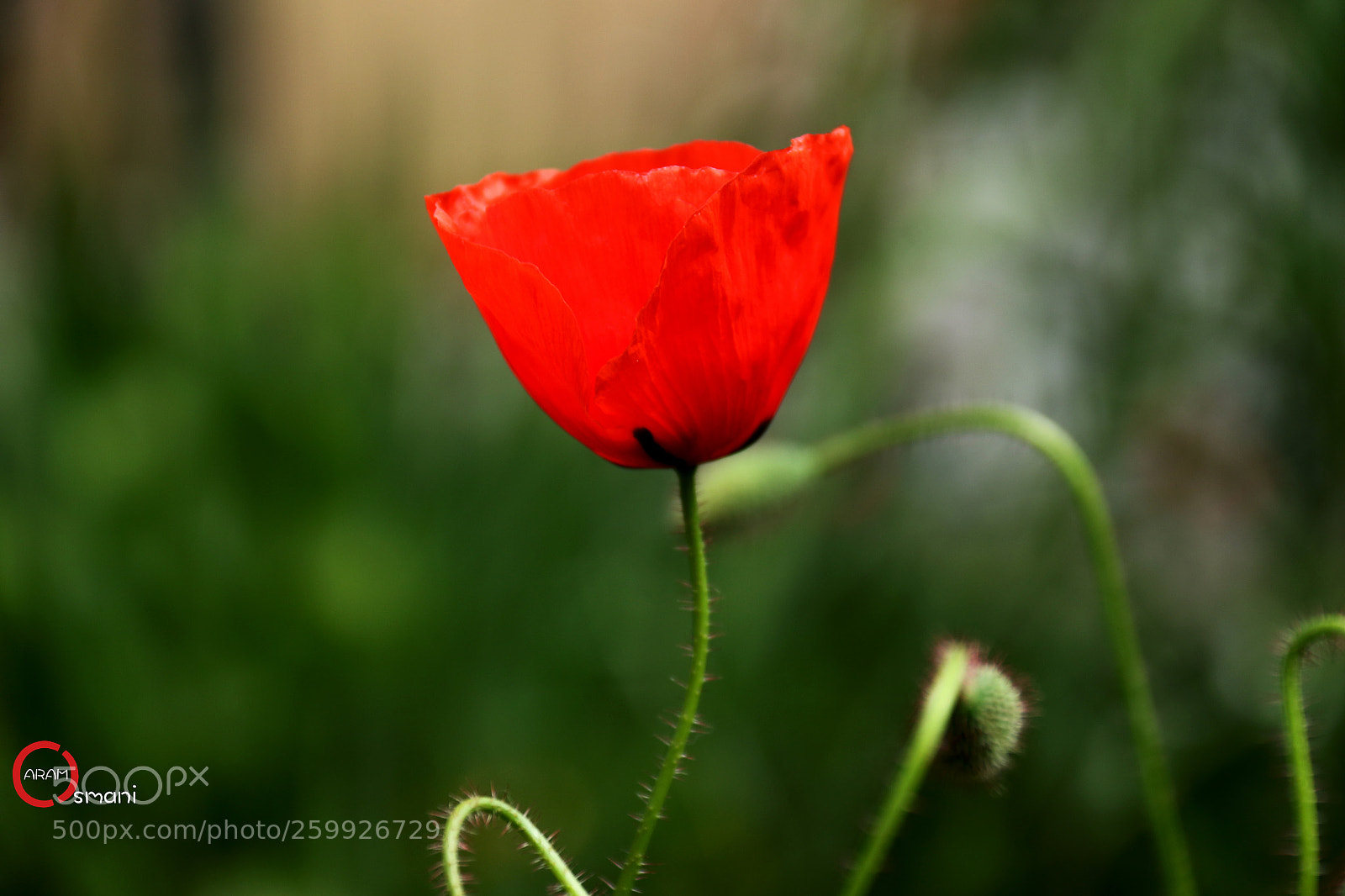 Canon EOS 7D Mark II sample photo. Ca photography
