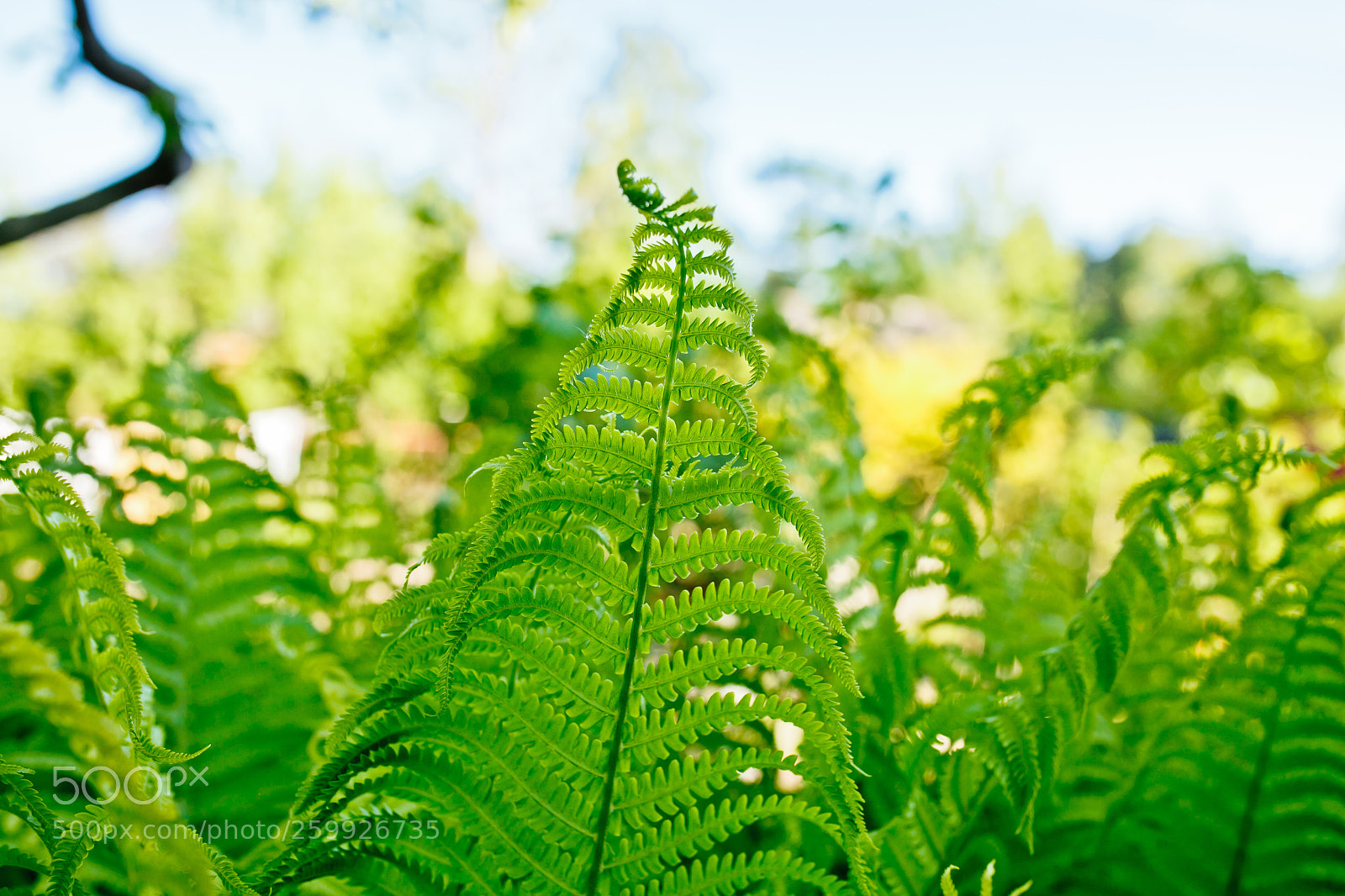 Canon EOS 5D Mark II sample photo. Nature photography
