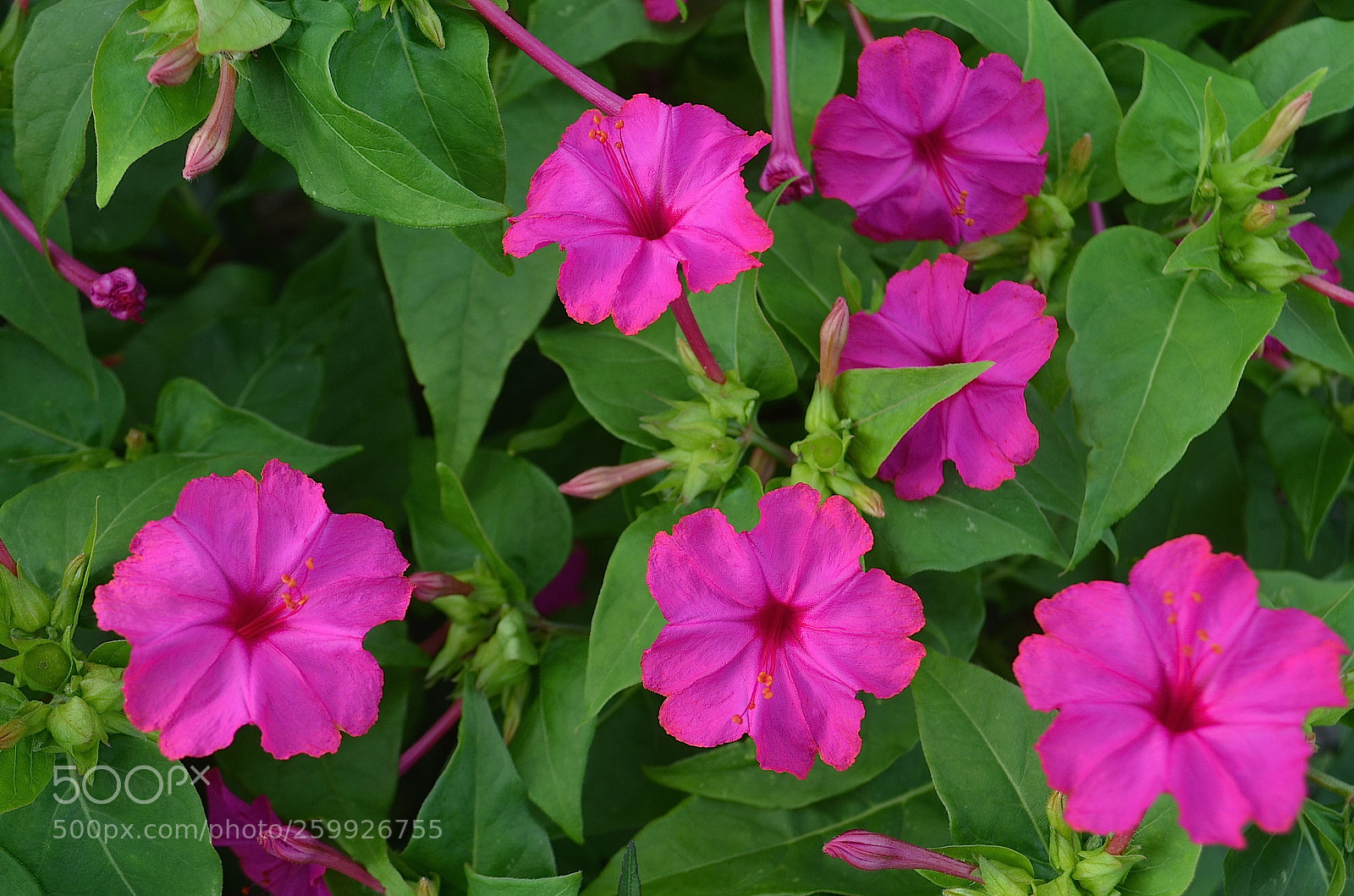 Nikon D5100 sample photo. 4'olocks photography