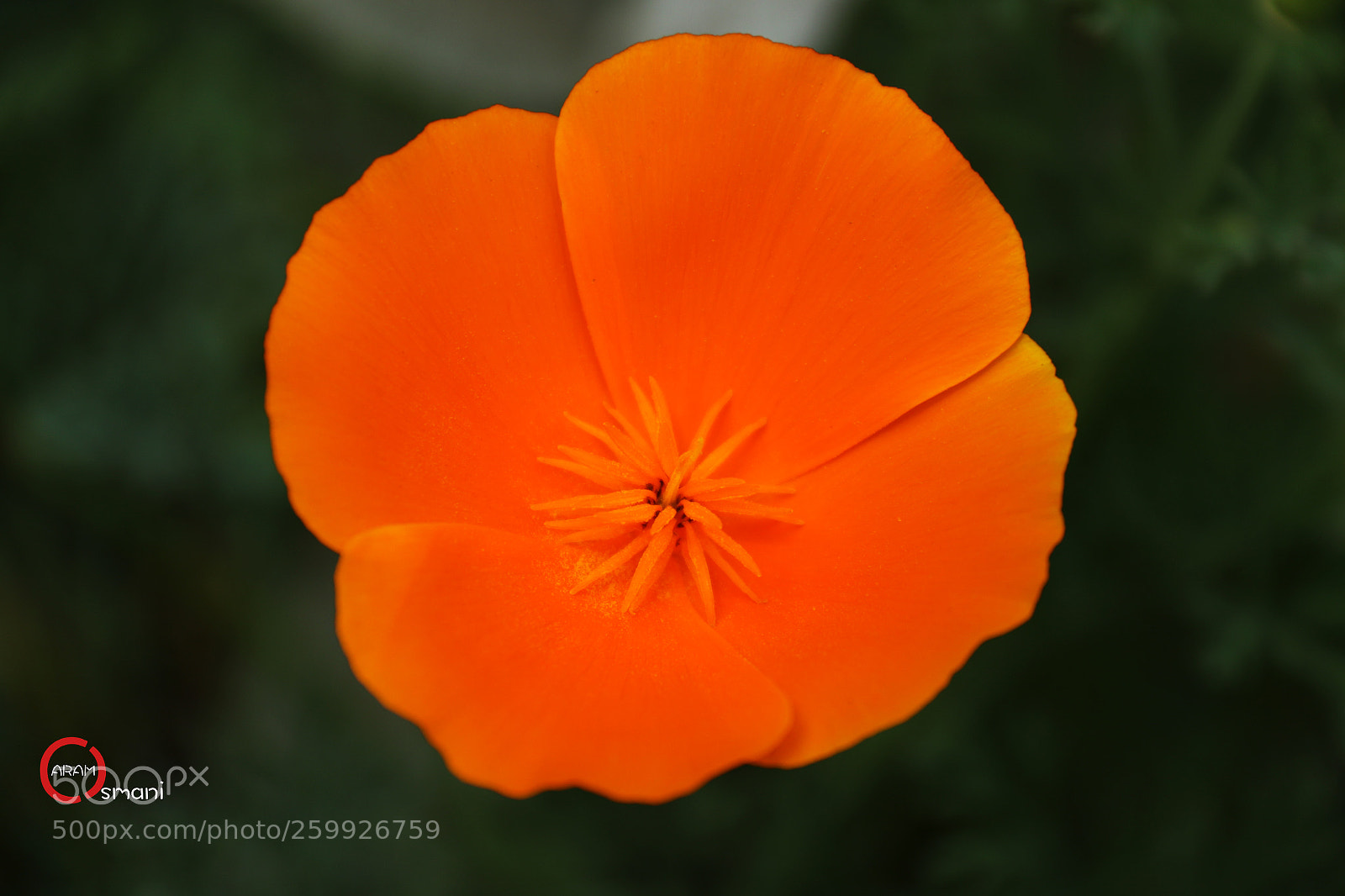 Canon EOS 7D Mark II sample photo. Ca photography