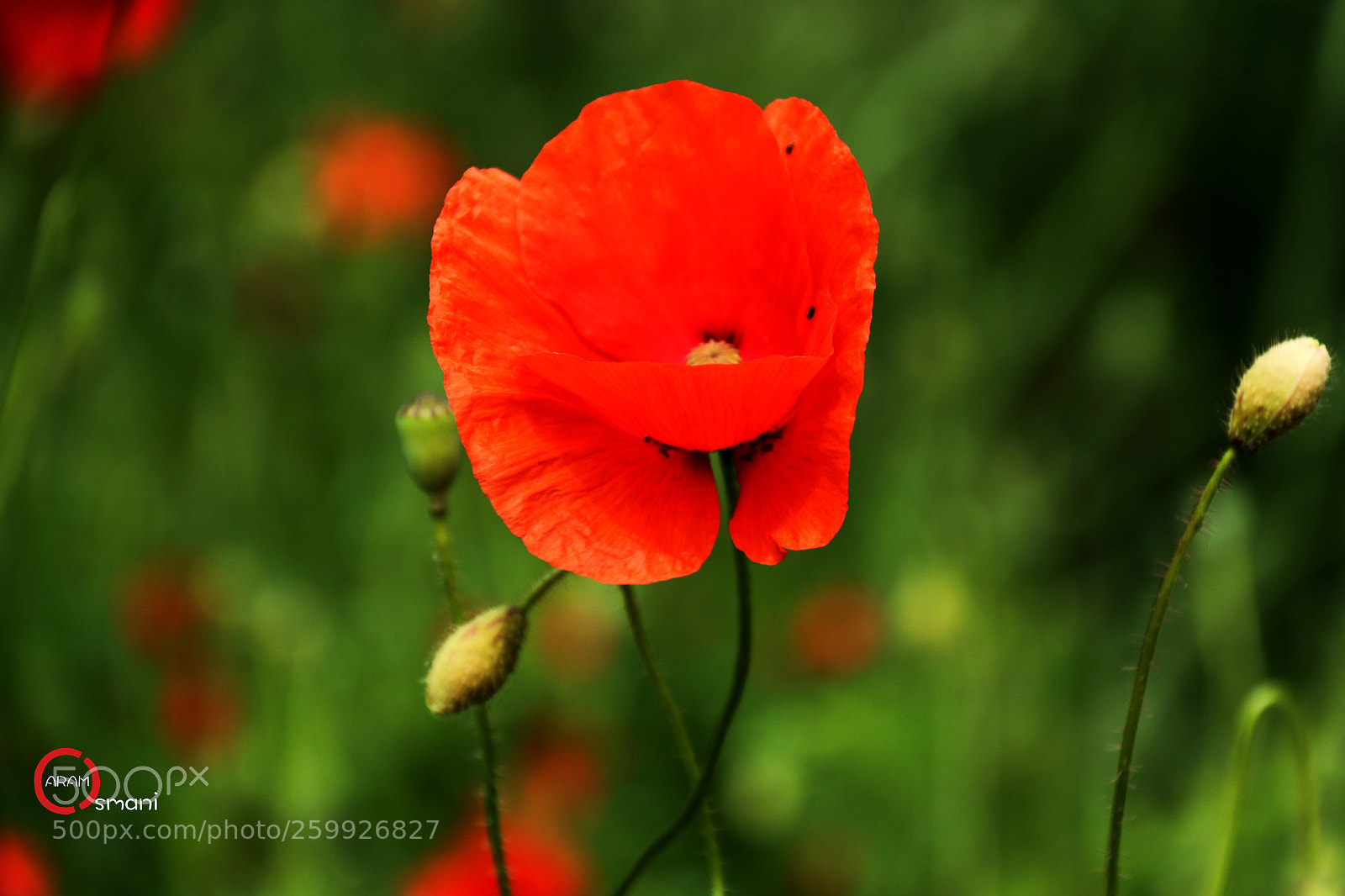 Canon EOS 7D Mark II sample photo. Ca photography