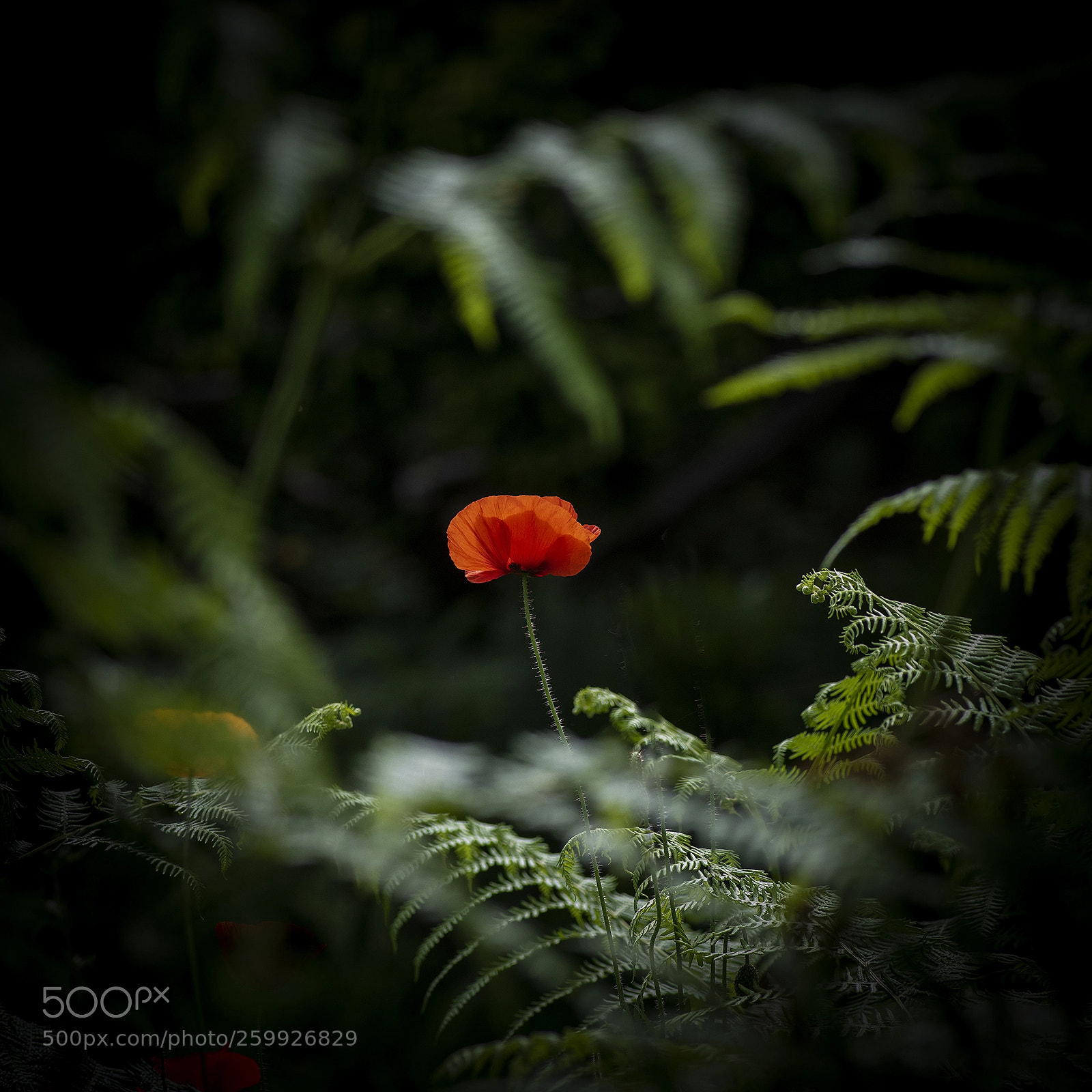 Nikon D810 sample photo. Fenetre photography