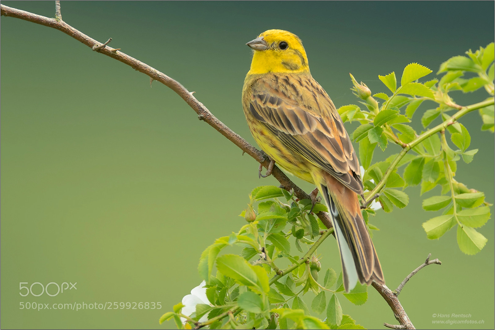Nikon D850 sample photo. Yellowhammer photography