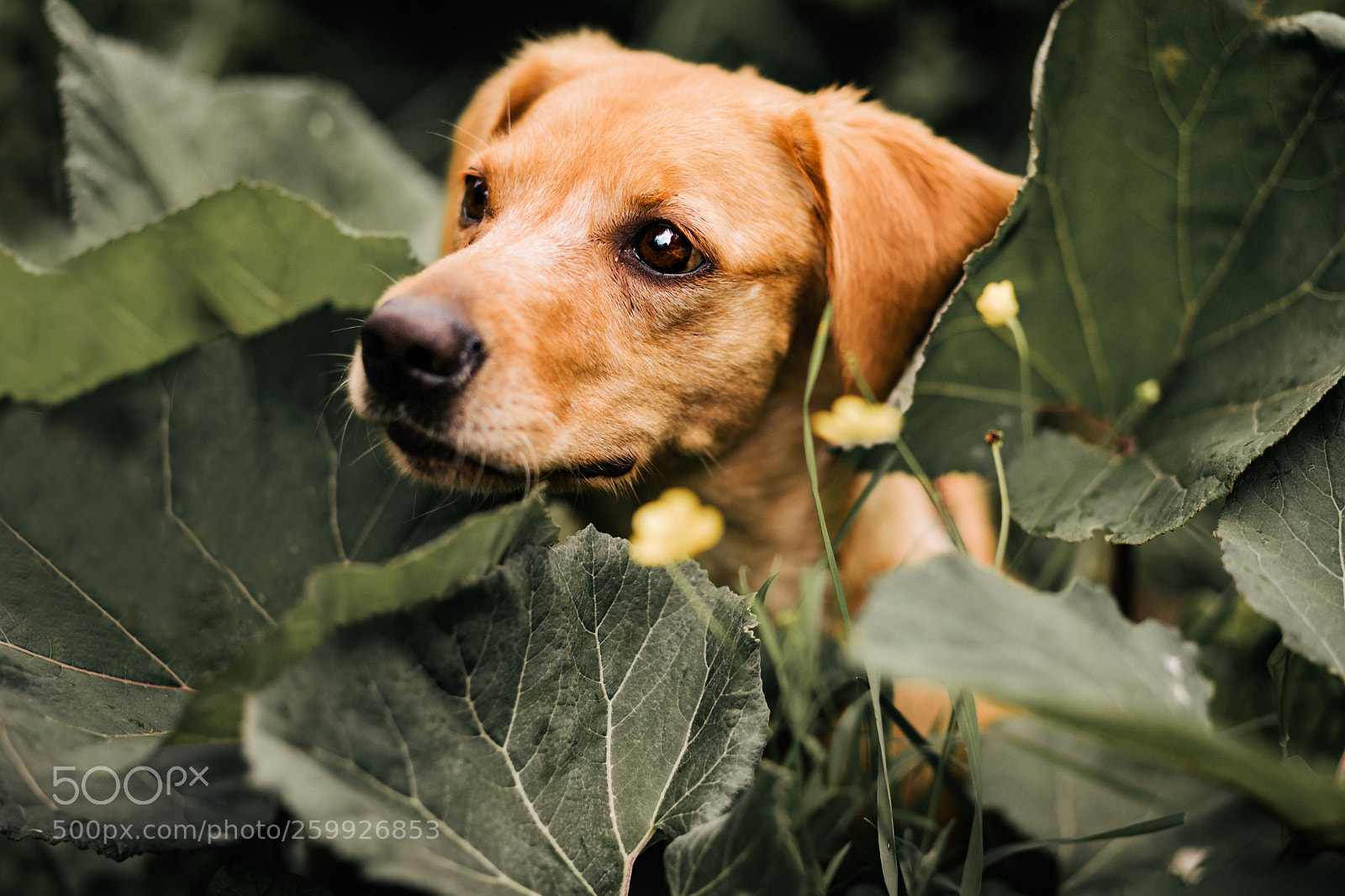 Canon EOS 5D Mark IV sample photo. Orange and green photography