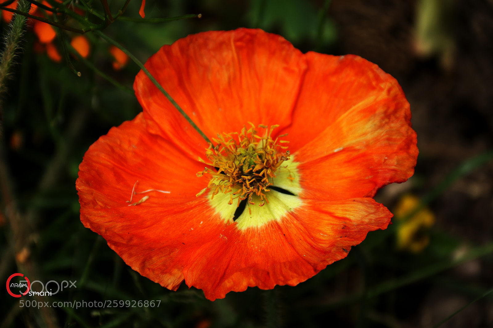 Canon EOS 7D Mark II sample photo. Ca photography