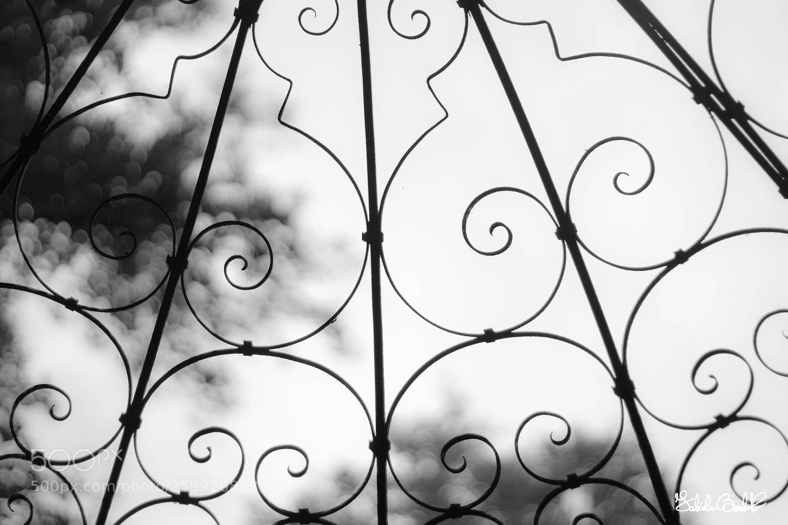 Canon EOS 100D (EOS Rebel SL1 / EOS Kiss X7) sample photo. Spiral cobweb photography