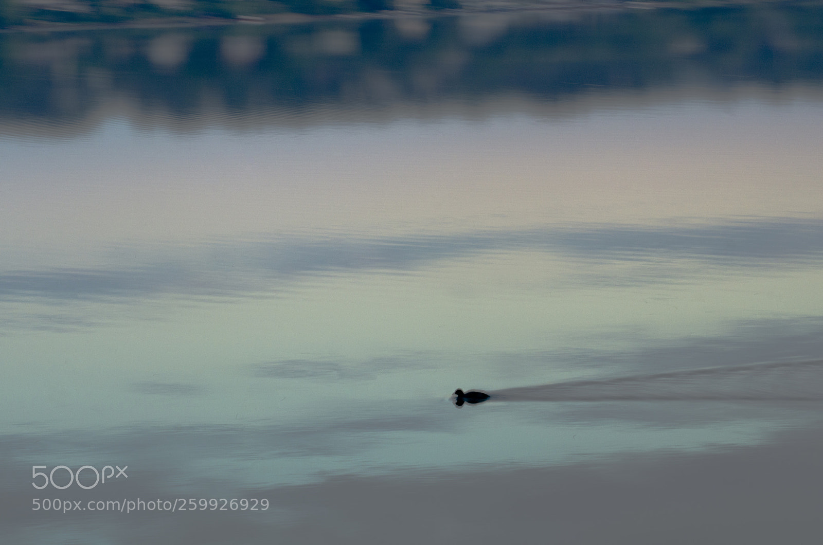 Nikon D7000 sample photo. The duck photography