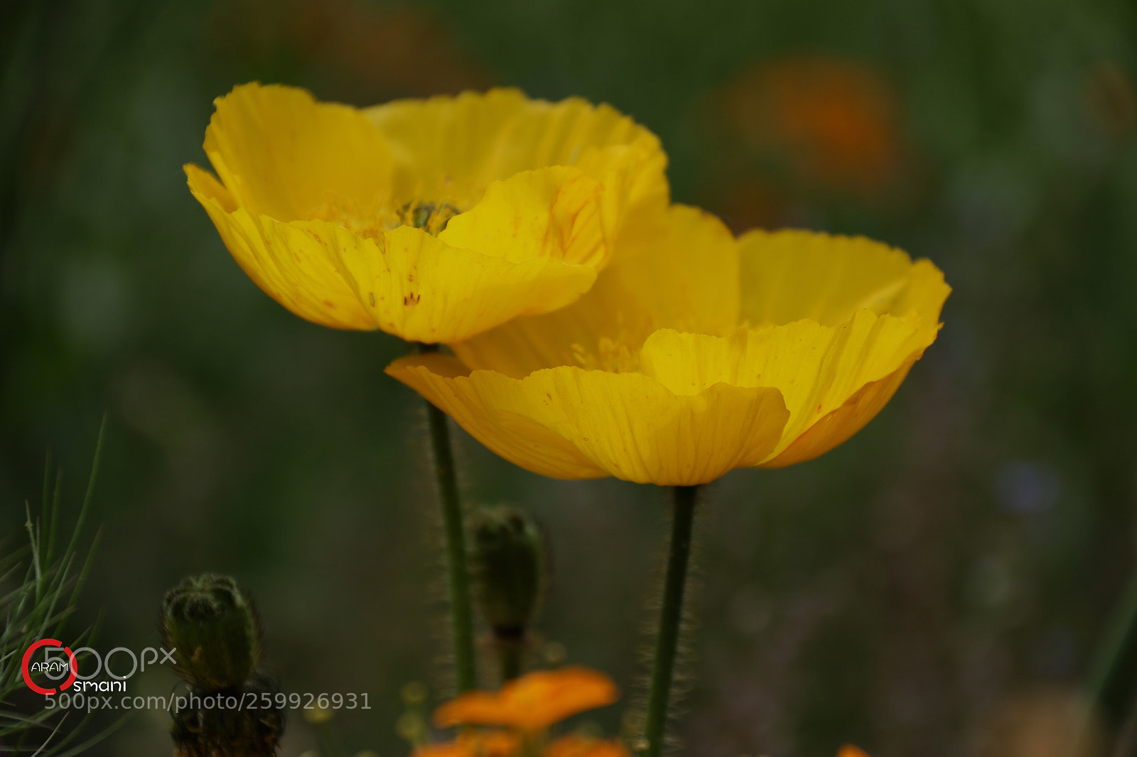Canon EOS 7D Mark II sample photo. Ca photography