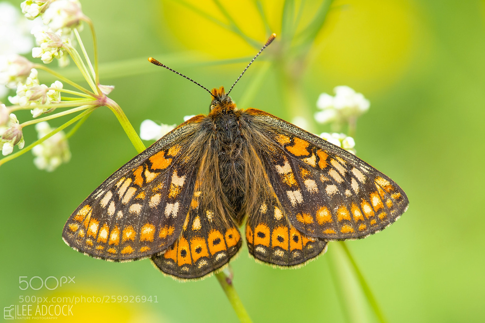 Nikon D7200 sample photo. Marsh fritillary photography