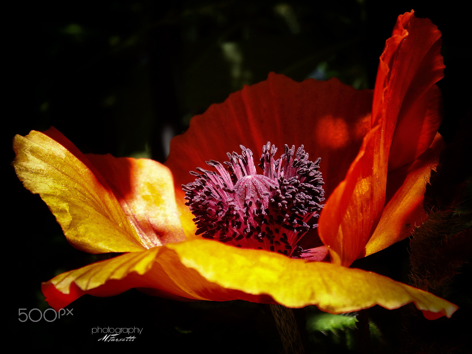 Fujifilm FinePix SL1000 sample photo. Summer dream of a poppy ... photography