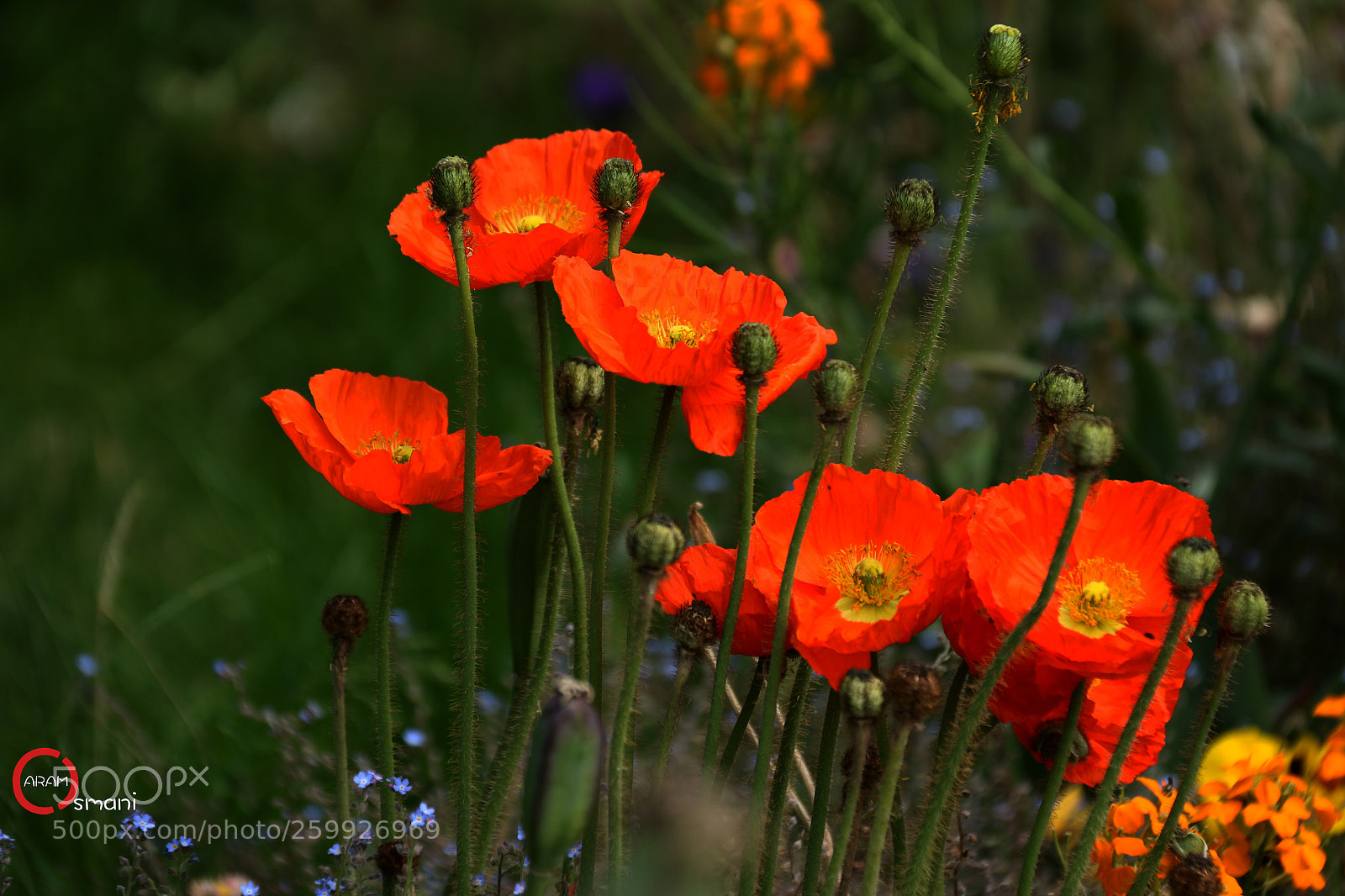 Canon EOS 7D Mark II sample photo. Ca photography