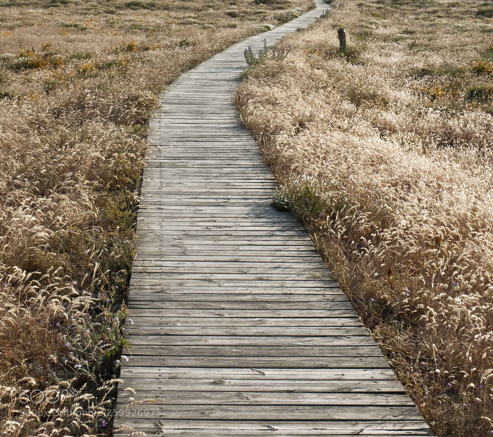 Nikon D200 sample photo. Camino photography