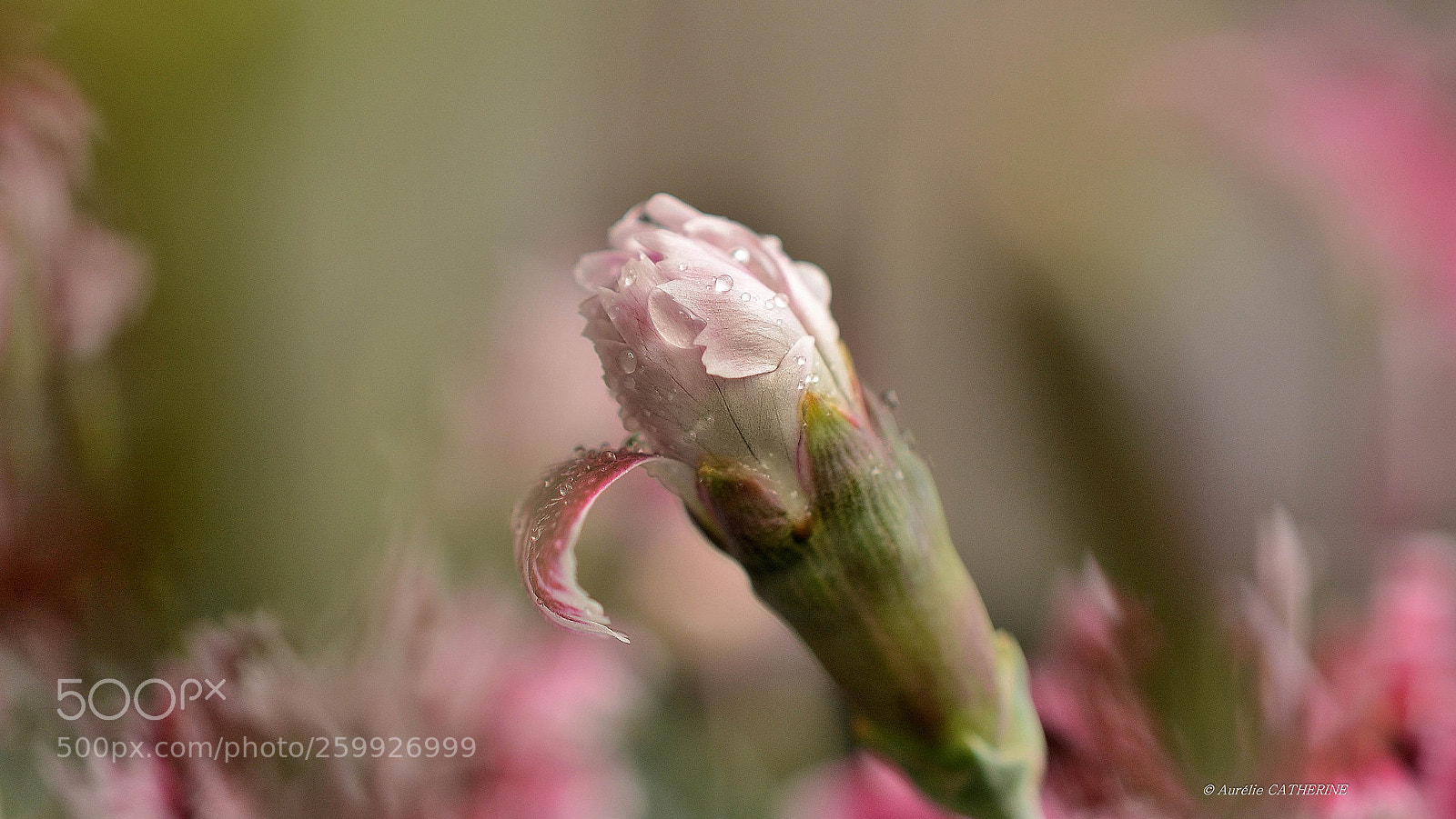 Nikon D5200 sample photo. Bouton d'oeillet photography