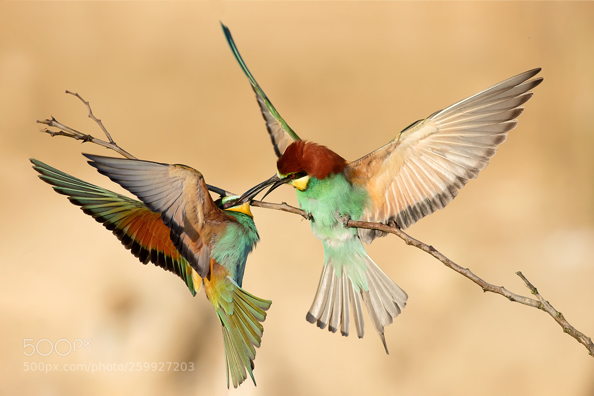 Canon EOS 7D Mark II sample photo. Attack on the flight photography