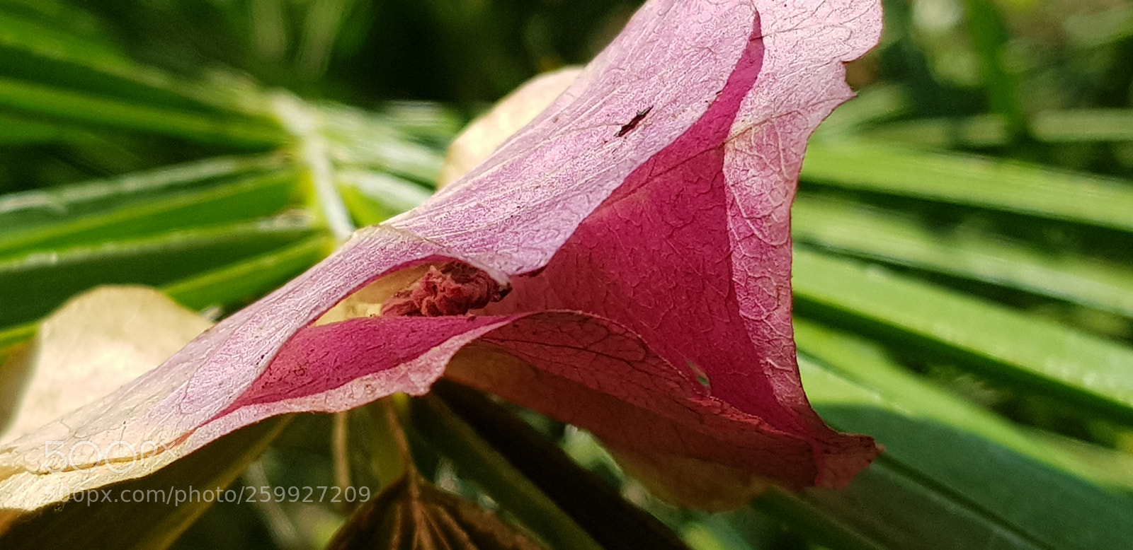 Samsung Galaxy S8+ sample photo. Natural colors photography