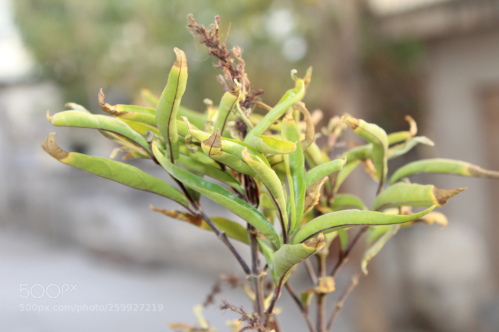 Canon EOS 1300D (EOS Rebel T6 / EOS Kiss X80) sample photo. A little plant photography